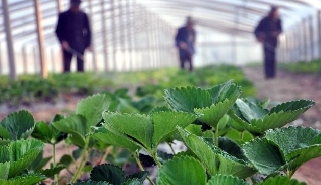 叶面肥一定不要乱用,分享叶面肥的高效施肥办法,用肥少肥效高休闲区蓝鸢梦想 - Www.slyday.coM