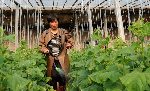 叶面肥一定不要乱用,分享叶面肥的高效施肥办法,用肥少肥效高休闲区蓝鸢梦想 - Www.slyday.coM