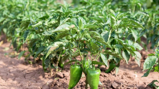 叶面肥一定不要乱用,分享叶面肥的高效施肥办法,用肥少肥效高休闲区蓝鸢梦想 - Www.slyday.coM