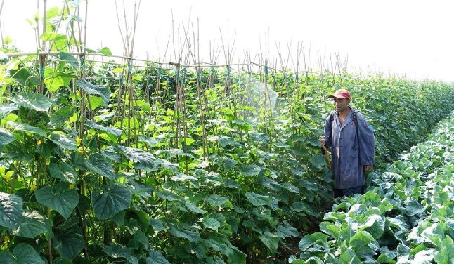 叶面肥一定不要乱用,分享叶面肥的高效施肥办法,用肥少肥效高休闲区蓝鸢梦想 - Www.slyday.coM