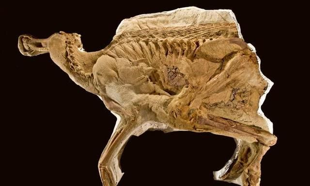 "恐龙木乃伊"极其稀有,它是如何形成的?