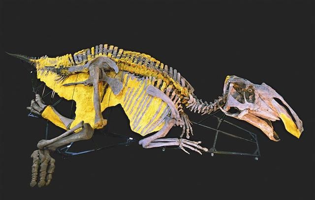 "恐龙木乃伊"极其稀有,它是如何形成的?