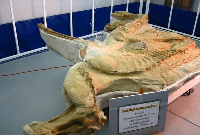 "恐龙木乃伊"极其稀有,它是如何形成的?