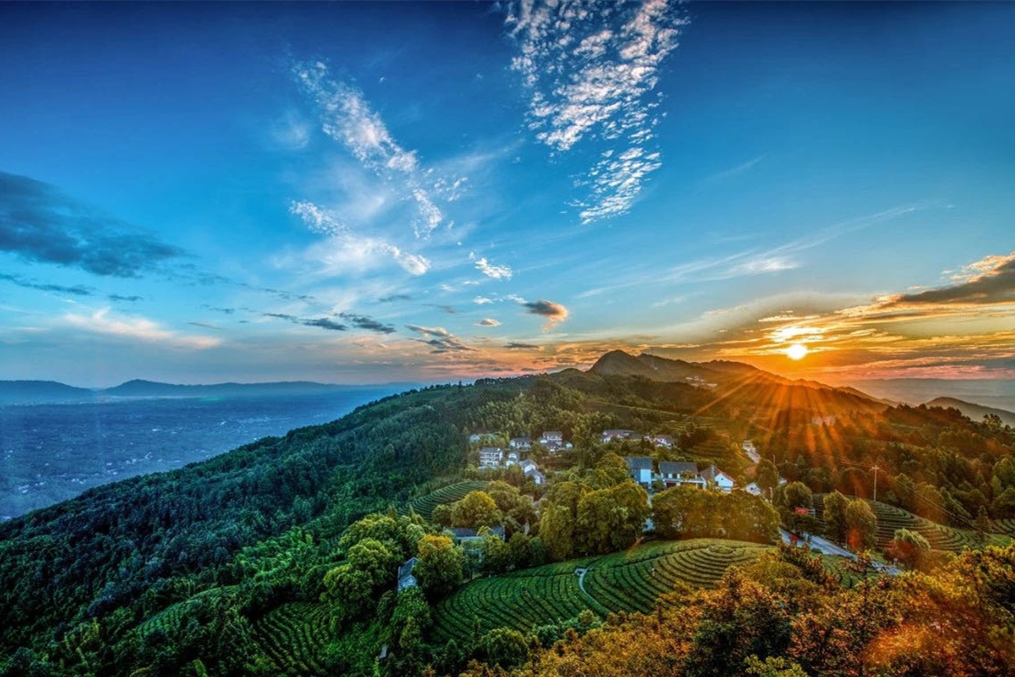 重庆影视剧取景永川茶山竹海的十面埋伏还是年度票房冠军