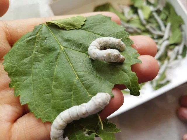 在某小学的二年级,老师留了这样一项假期作业"养个宝宝",并且写养蚕