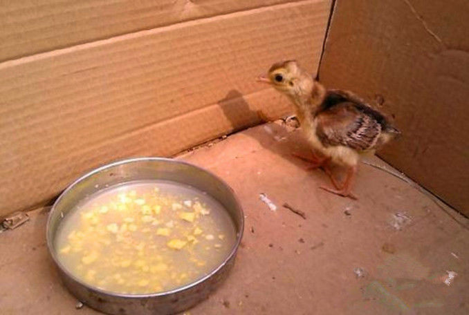 小孩野外玩耍带回一枚巨蛋,放入鸡窝孵化之后,发现不对劲|小鸡|巨蛋