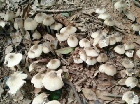 鸡枞是“菌中之王”,你知道野生鸡枞菌是怎么生长的吗?|食用菌|野生菌|白蚁|巢穴|实体_新浪新闻
