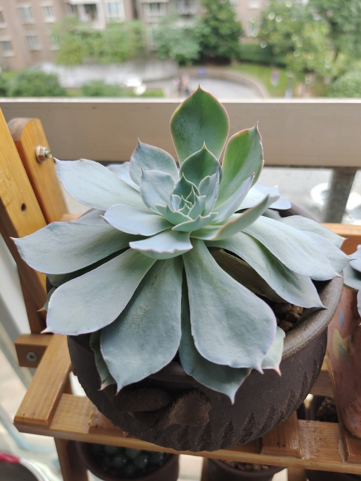 多肉"摊大饼",解决这3点,叶片挺拔还肥大