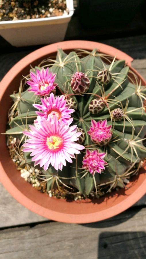 赤诚,开花漂亮又量多,不开花也美观|仙人球|盆栽|土壤_新浪新闻