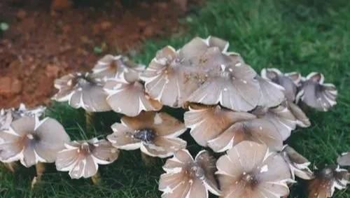 鸡枞是“菌中之王”,你知道野生鸡枞菌是怎么生长的吗?