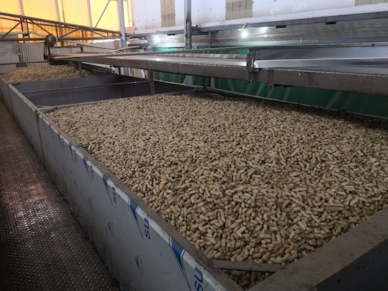 人口2400多人,村集体经济收入主要依靠花生食品加工产业