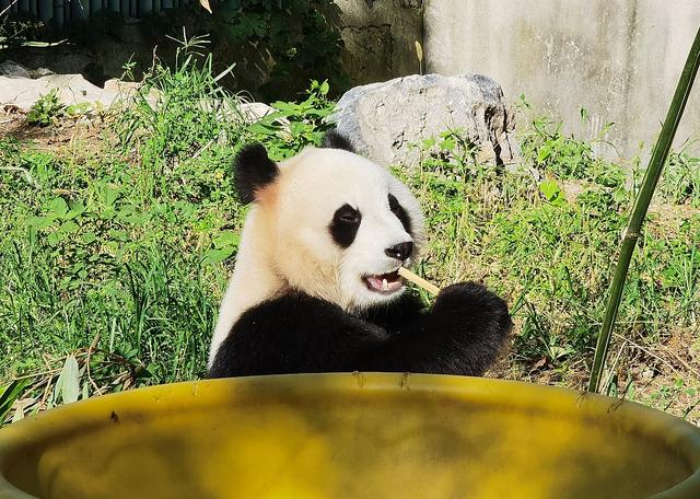 北京動物園大熊貓萌態十足惹人愛