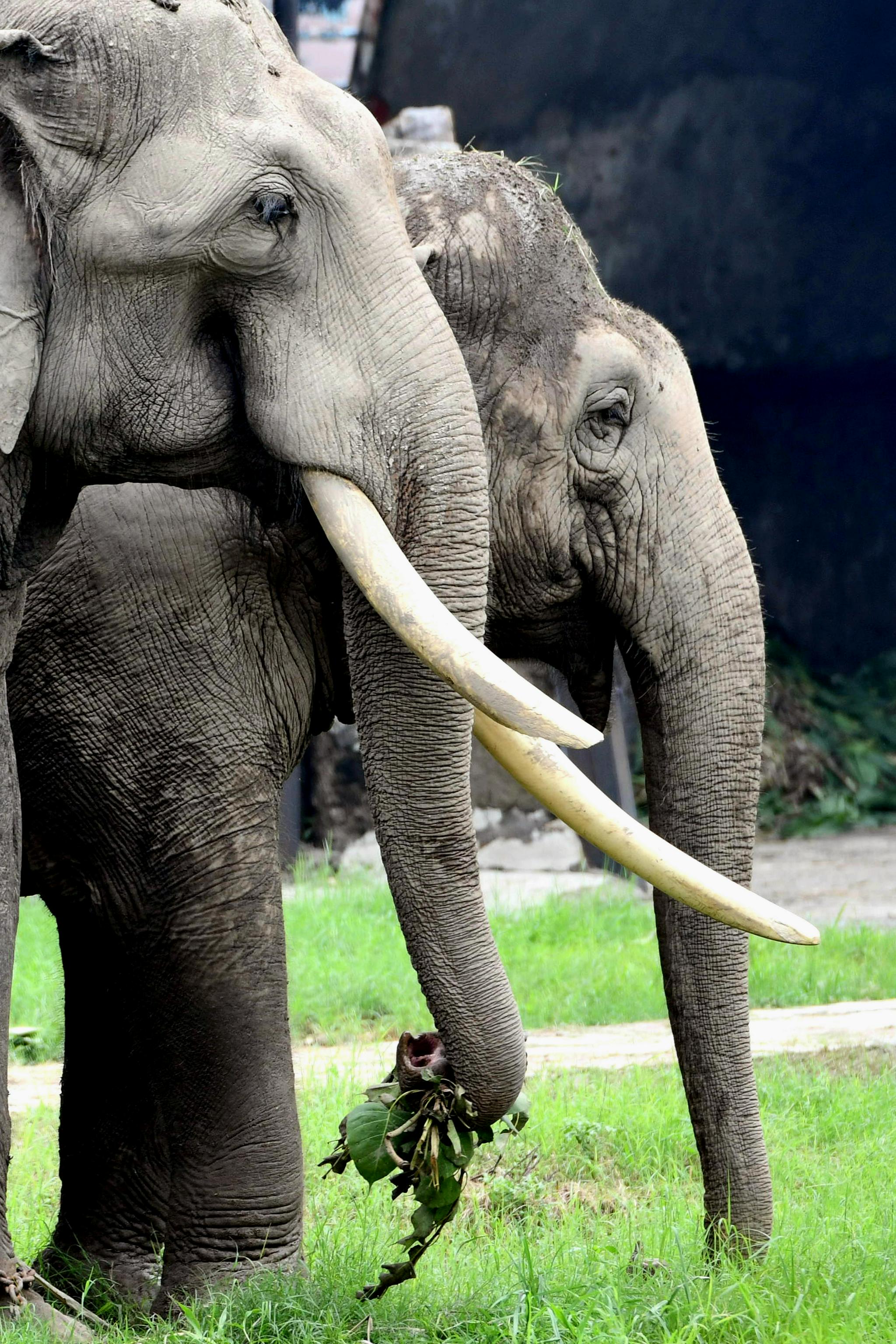 8月1日,游客在印度新德里动物园观赏大象.