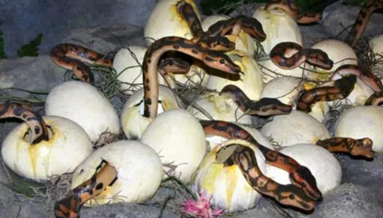 蟒蛇宝宝出生场景:密密麻麻的小蛇从蛋壳内爬出,令人头皮发麻!