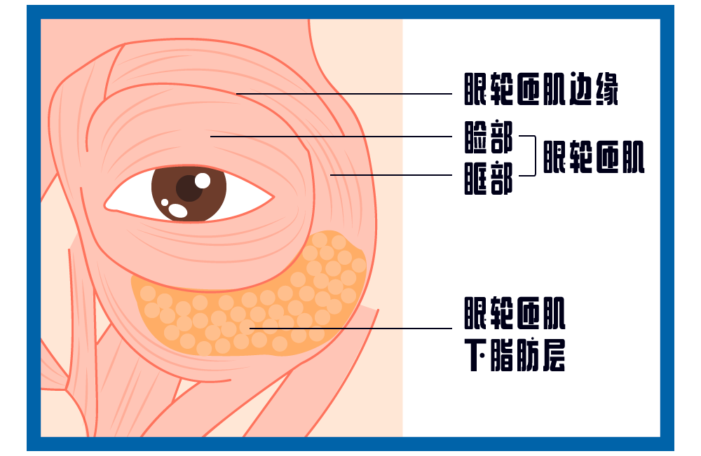 眼周皮肤则是脸上最薄的,内部结构也非常复杂,框骨组成的洞嵌进去一个