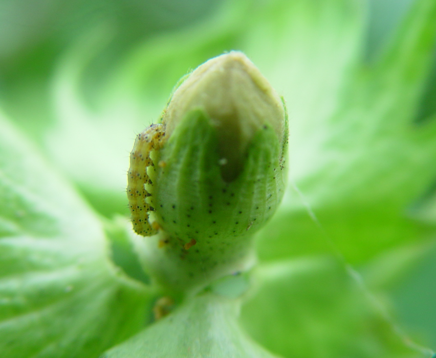 棉铃虫幼虫.中国农科院供图