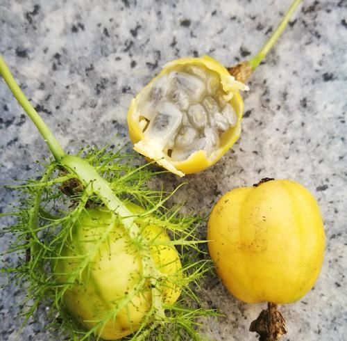 龙珠果食虫植物的果实你敢吃吗