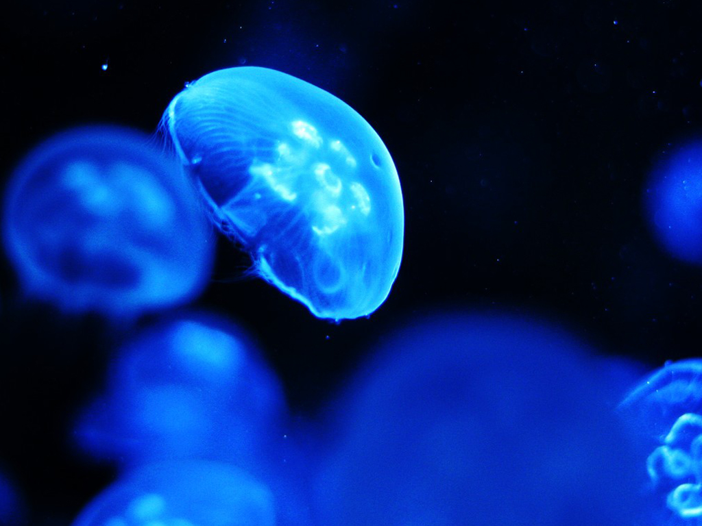 5亿年前就已出现,桃花水母为何会出现在农户家?