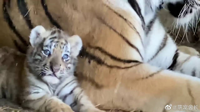 呆萌呆萌的小老虎和发呆的虎妈妈