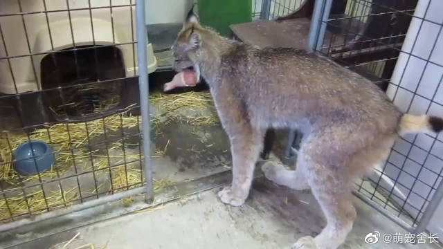 加拿大猞猁猫,吃鸡腿时霸气十足,像只小老虎