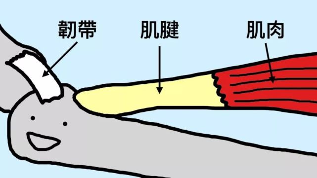 天哦,关于拉伸,误区居然这么多|肌肉|韧带|胶原蛋白_新浪新闻