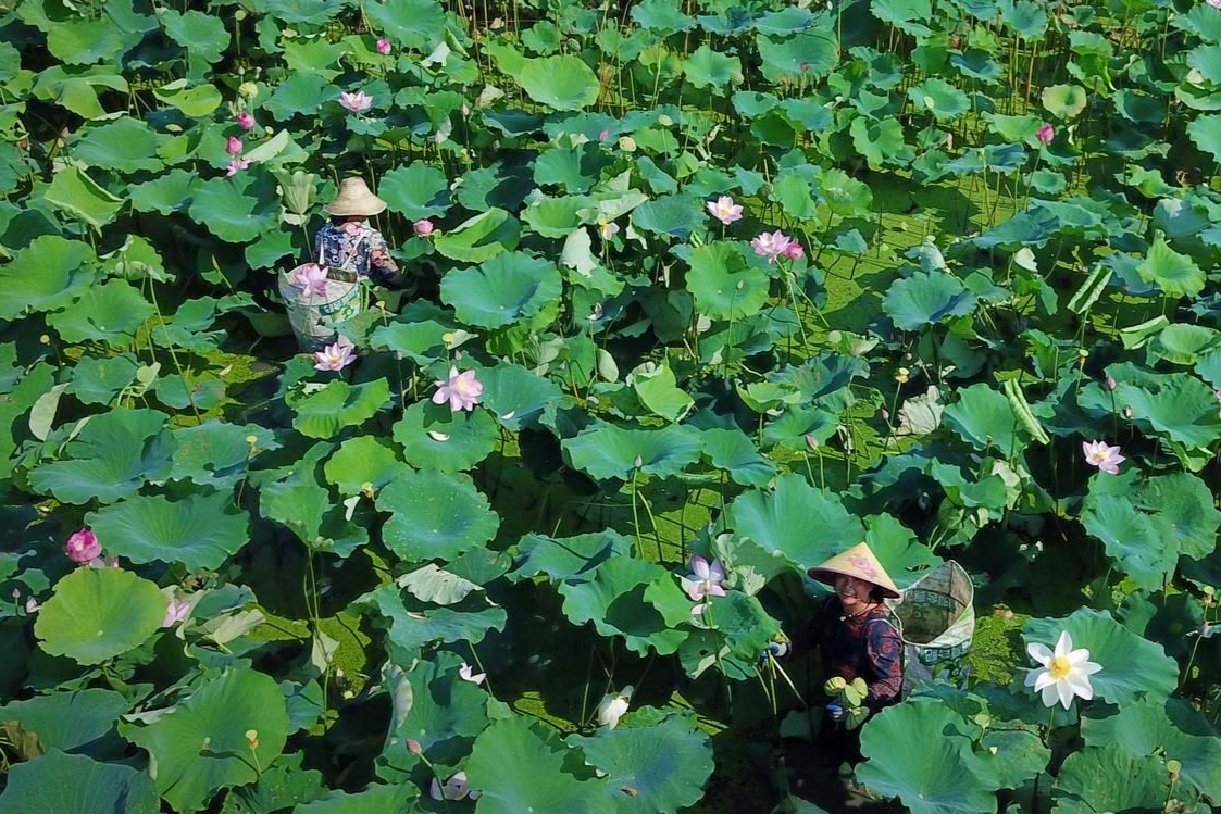 武汉市新洲区陈吕村350亩太空莲开满荷塘农民采莲忙