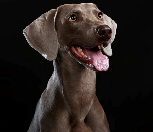 威玛猎犬又被称作魏玛犬,性格友好,大胆,机警和服从.