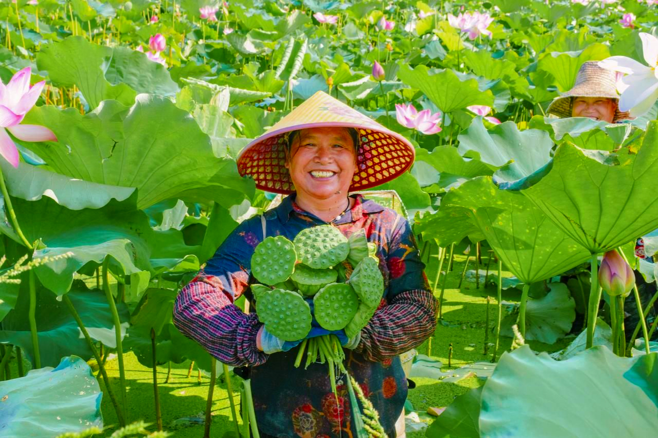 武汉市新洲区陈吕村350亩太空莲开满荷塘农民采莲忙