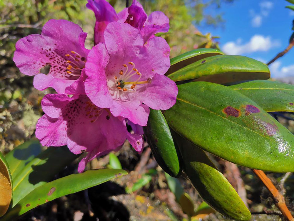 所保护园艺学与种质创新研究组在西藏山南,林芝等地开展杜鹃花调查时