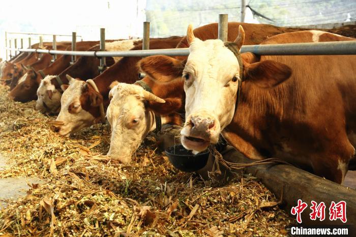 牛正在吃秸秆饲料. 朱柳融 摄