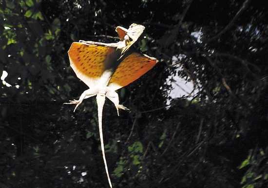 这种蜥蜴正在进化翅膀,已经可以在树林间滑翔|飞蜥|翼龙|爬行动物