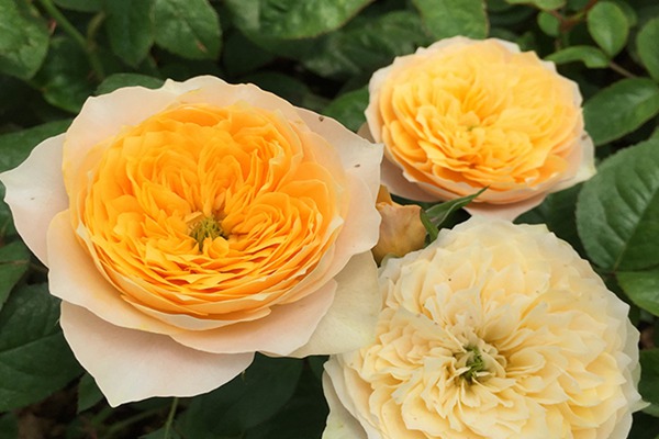 命里有金的4生肖女,说一不二特强势却又很旺夫,让丈夫又爱又恨