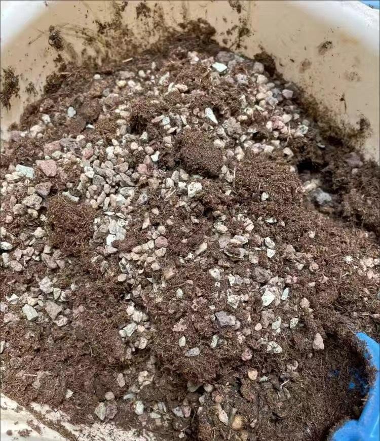 养多肉的“通用配土”,不要乱花钱了,买这2样土,养多肉足够休闲区蓝鸢梦想 - Www.slyday.coM 养多肉的“通用配土”,不要乱花钱了,买这2样土,养多肉足够休闲区蓝鸢梦想 - Www.slyday.coM