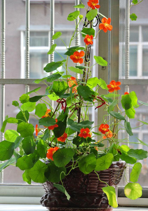 如何给旱金莲催芽