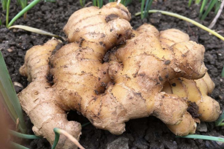 正常的生姜,它是经过晒干的,颜色有些发白,表面还泛着亮光,切开后里面