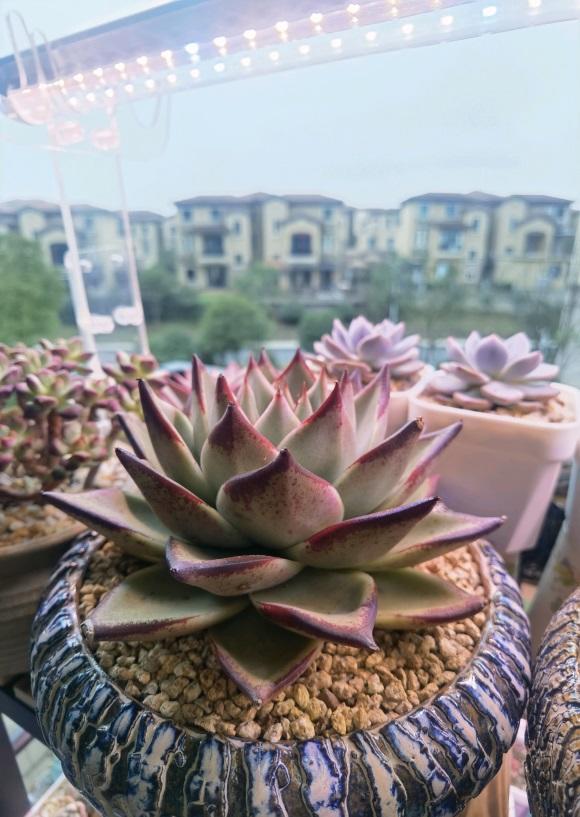 养多肉的“通用配土”,不要乱花钱了,买这2样土,养多肉足够休闲区蓝鸢梦想 - Www.slyday.coM 养多肉的“通用配土”,不要乱花钱了,买这2样土,养多肉足够休闲区蓝鸢梦想 - Www.slyday.coM