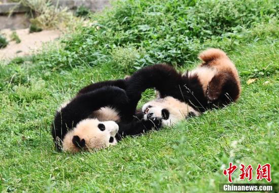 在玩耍的大熊猫.