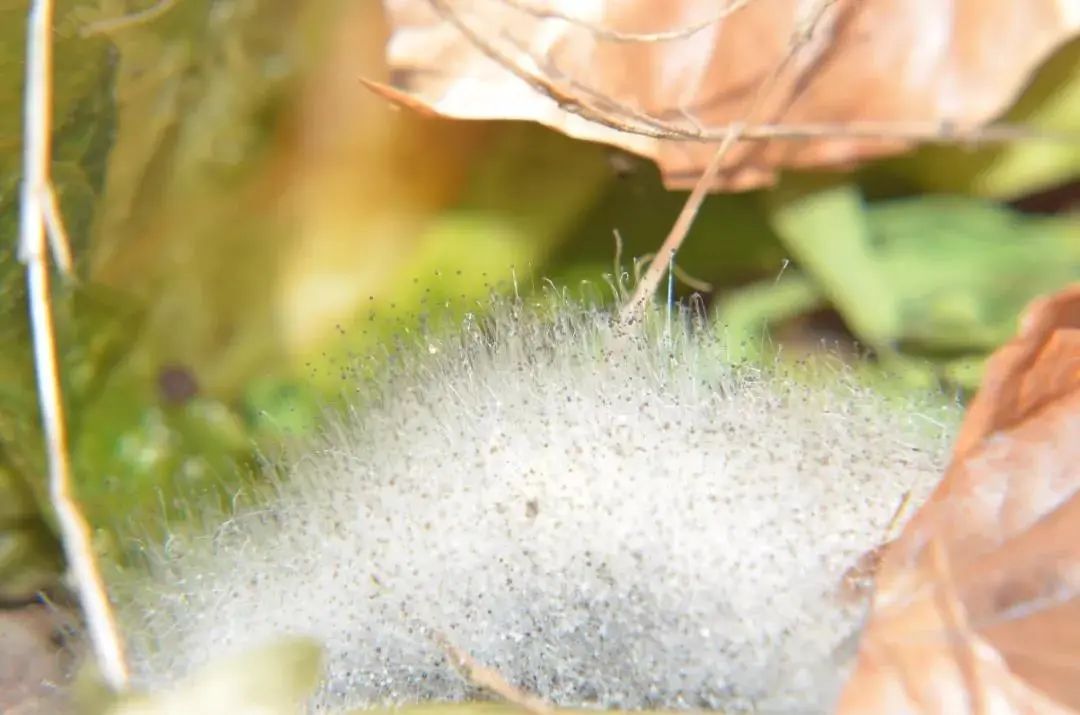 落叶上的毛霉mucor | thiedbold / wikimedia commons走进我们生活