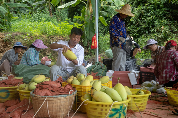 当地果农在兴高采烈的分果装筐(央广网发 杨进宏