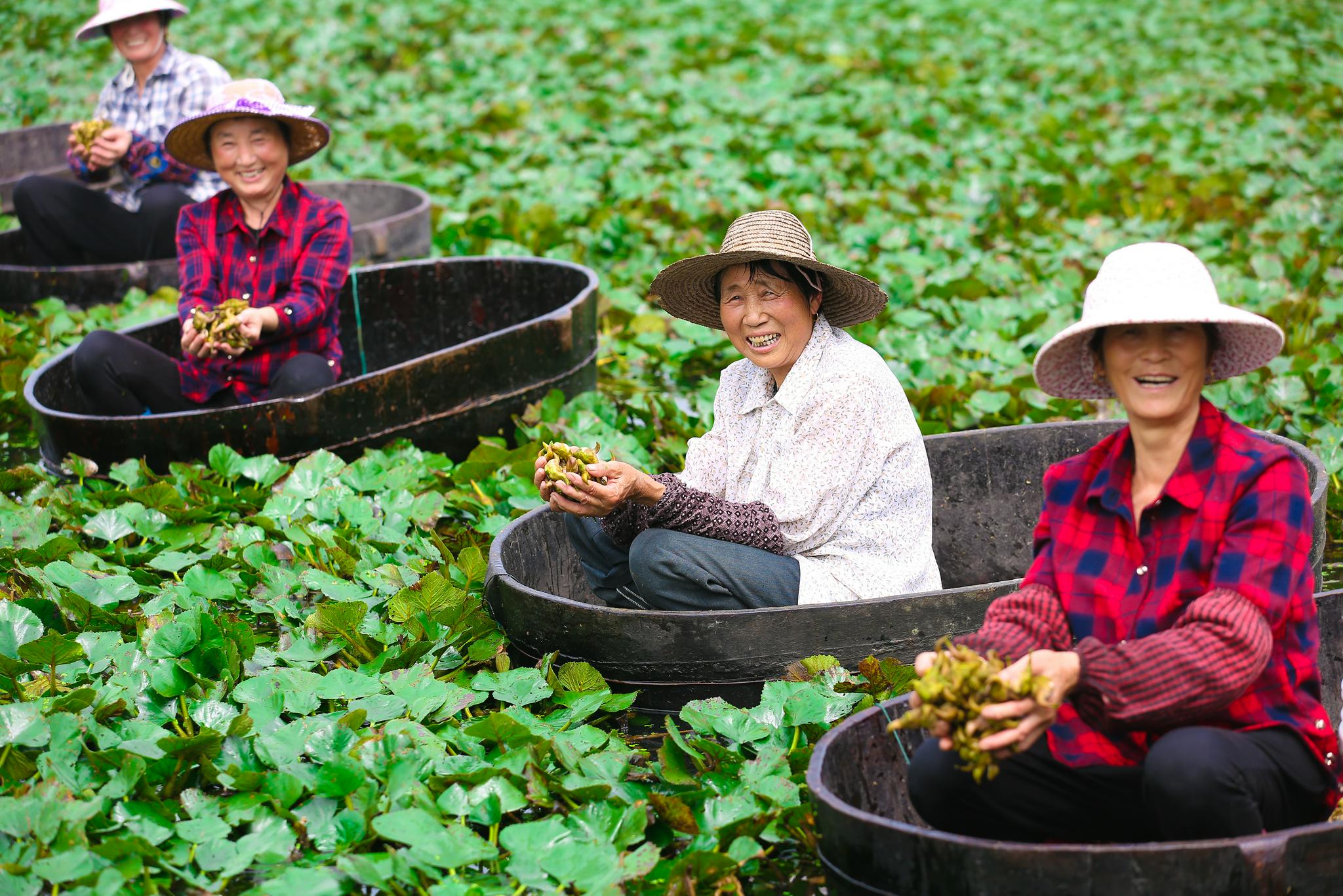 德清:夏日采菱忙