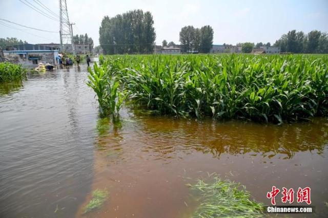 资料图:7月25日,河南浚县小河镇西王渡村,大片玉米地浸泡在水中.