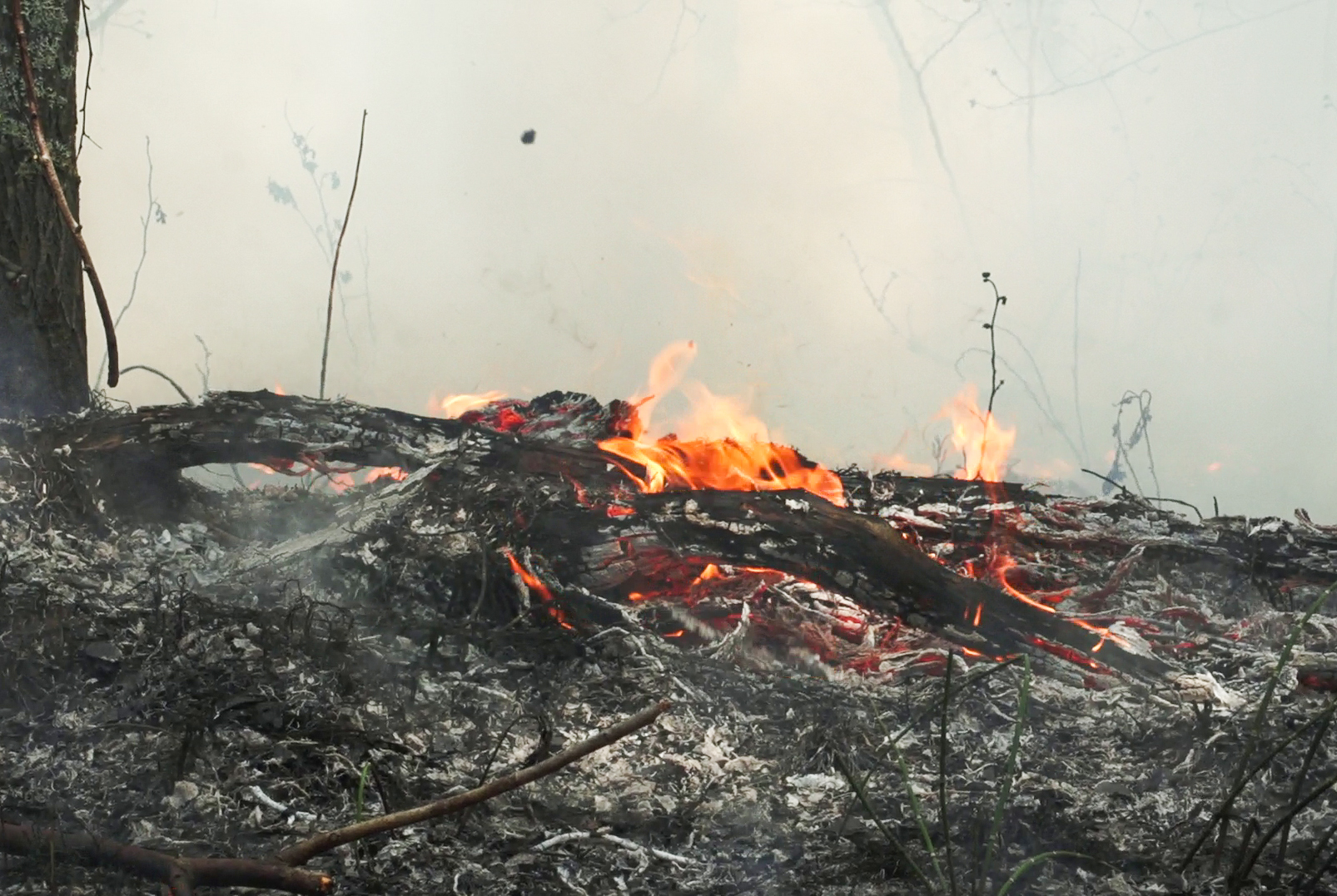 俄罗斯西伯利亚地区林火持续