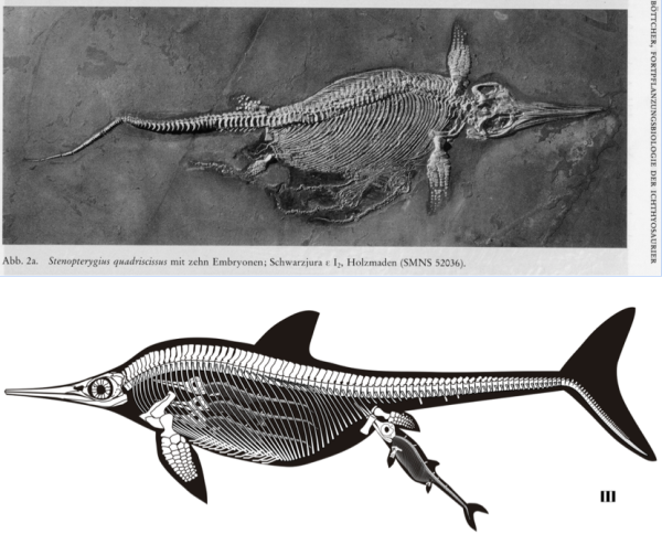 德国发现的正在生产的鱼龙的复原图