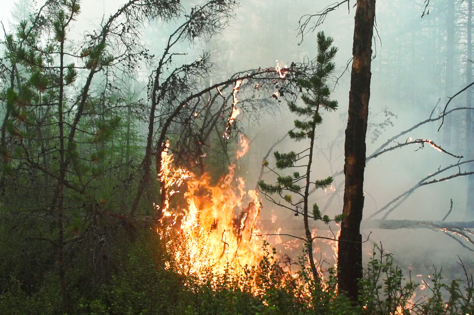 俄罗斯西伯利亚地区林火持续