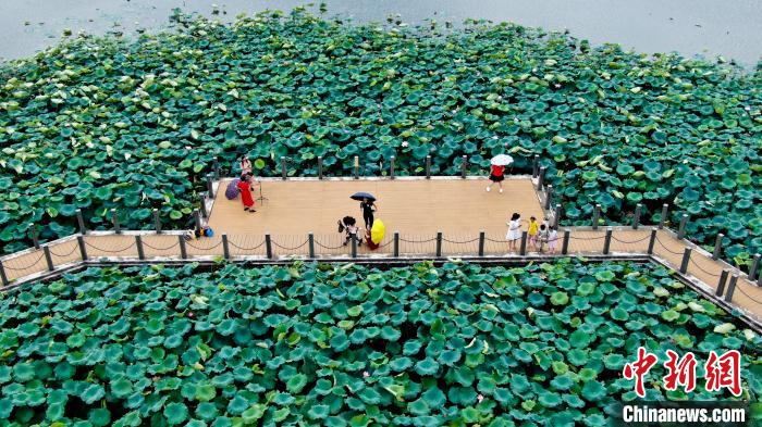 航拍江西吉安荷花盛开满眼绿意迎客来 航拍 吉安市 江西省 新浪新闻