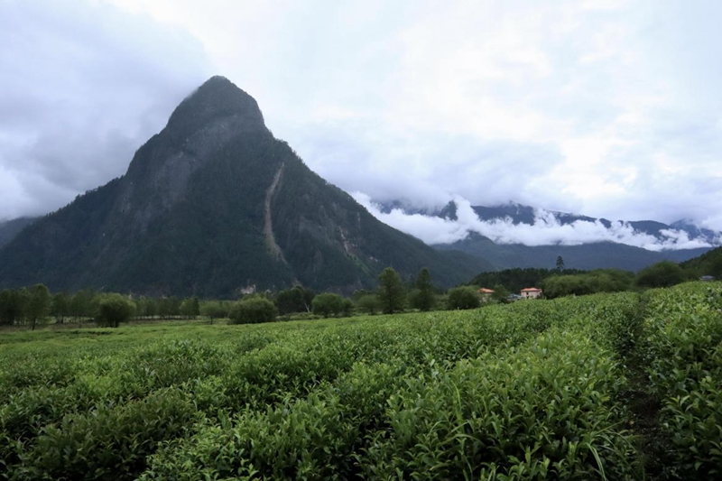 (易贡茶场 央视网记者 王静远 摄)