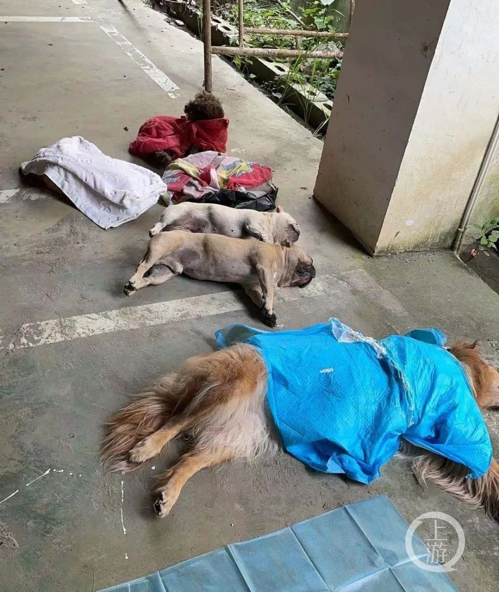 贵州一小区内10只宠物犬接连蹊跷暴亡 疑遭投毒致死 新浪科技 新浪网