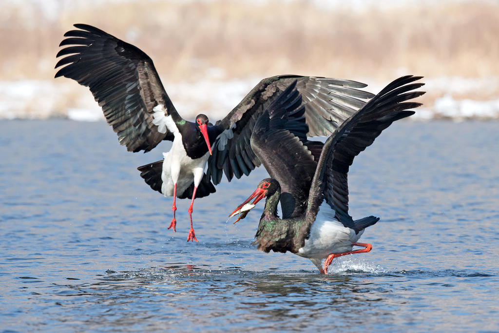 集美貌与优雅于一身的黑鹳鸟夫妇却会合谋吞吃自己几天大幼鸟