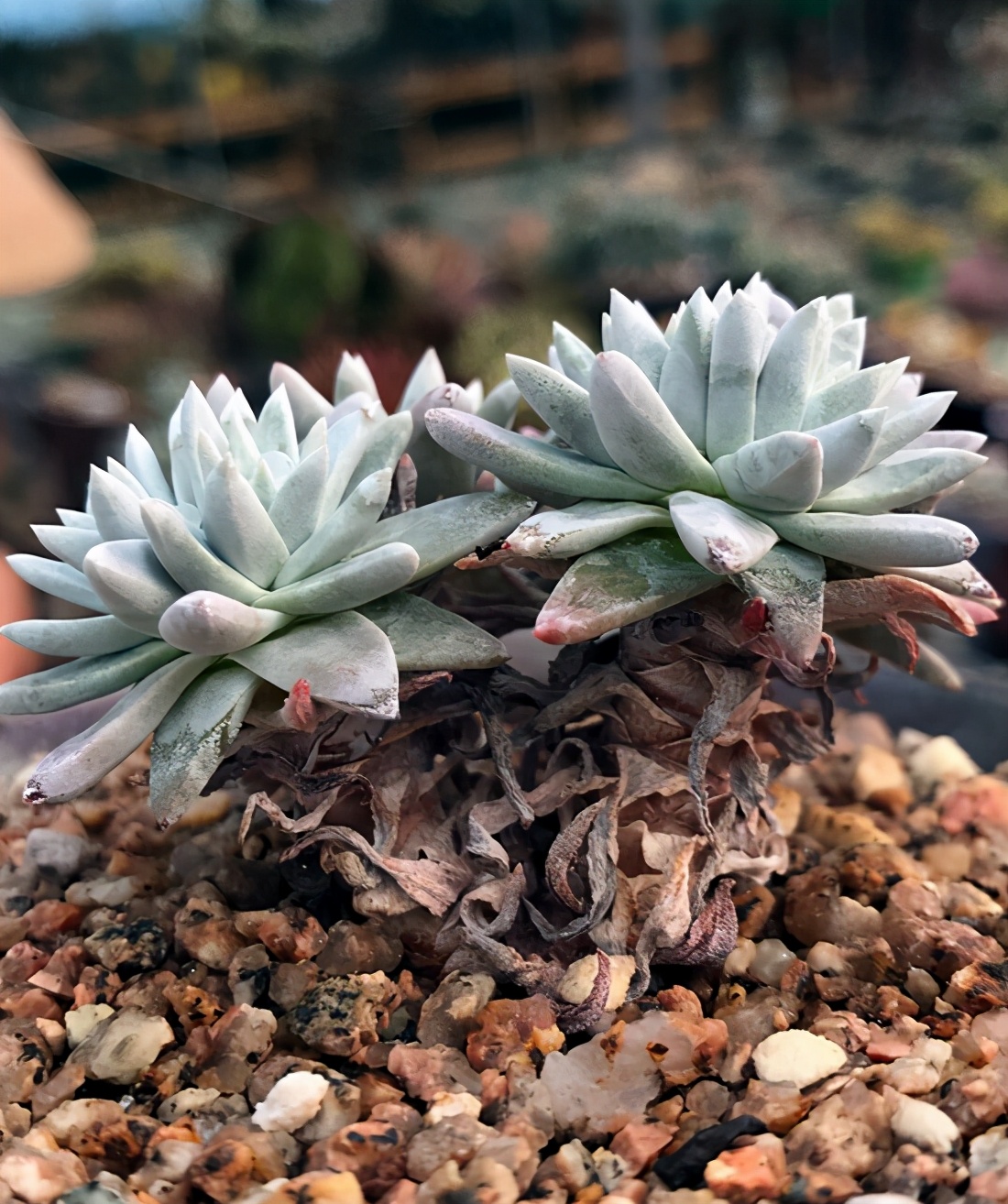 多肉植物白菊了解一下养护要点要知道出状态