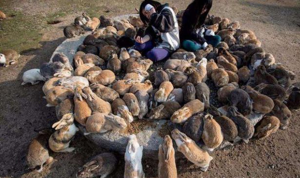 当外来物种入侵,在中国厨师们眼中,它们只能够是一道菜!休闲区蓝鸢梦想 - Www.slyday.coM